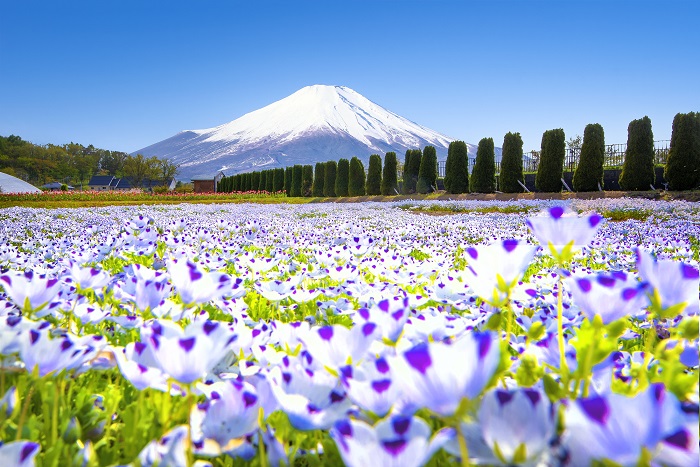 Cảnh sắc thơ mộng của núi Phú Sĩ trong mùa xuân